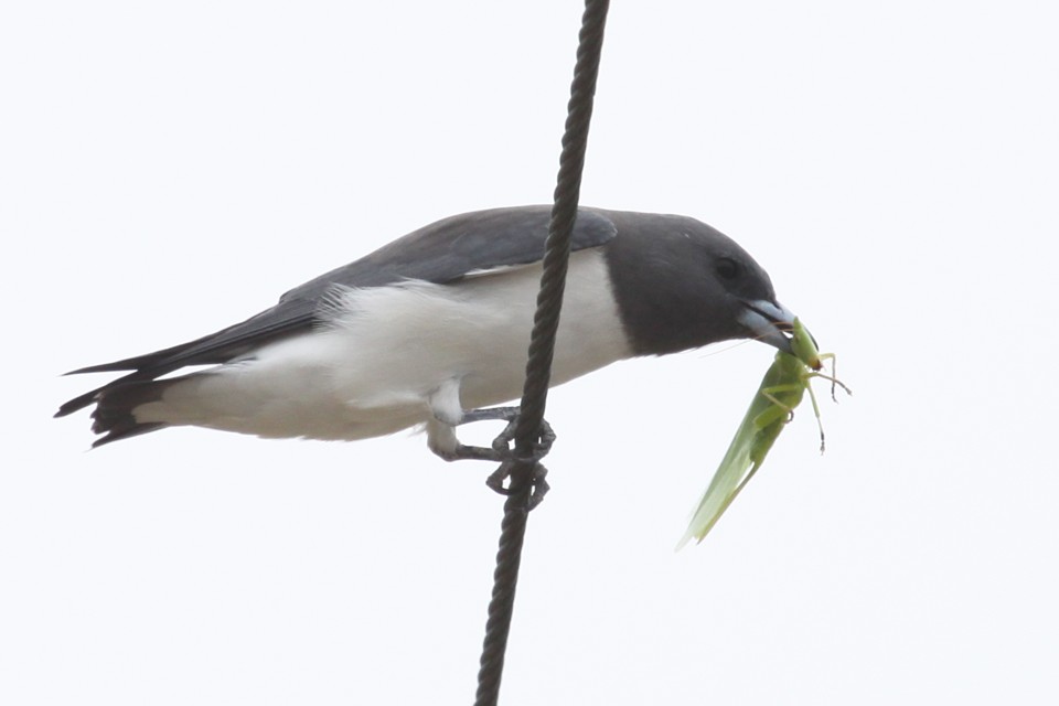 White-breasted Woodswallow (Artamus leucorynchus)